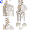 Анатомичен модел на скелет на човешки торс на едро на добра цена - MeCan Medical