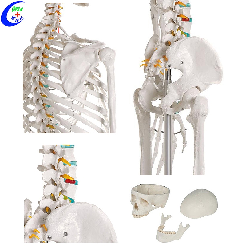 Groothandel menslike torso-skelet-anatomiemodel met goeie prys - MeCan Medical