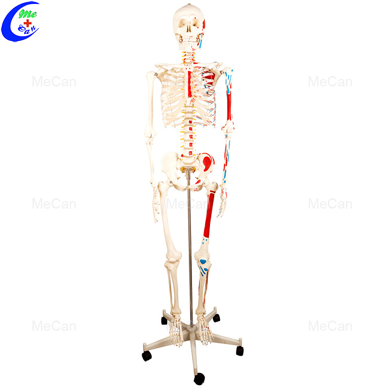 Professional 180cm Artificial Human Body Anatomy Skeleton Model manufacturers