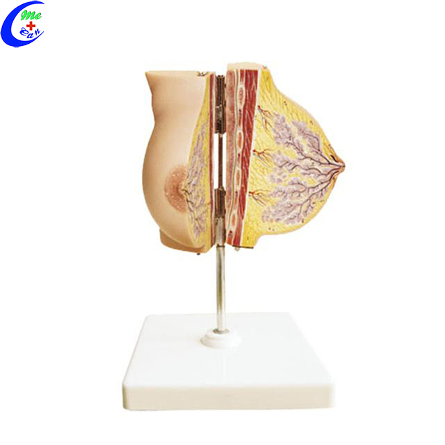 Tvornica modela za anatomsko obrazovanje za medicinske ženske grudi najbolje kvalitete