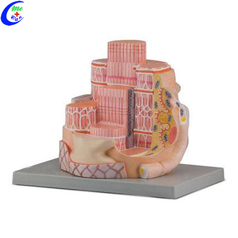 Wholesale Muscle Anatomical Models for Medical Students with good price - MeCan Medical