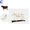 Висококачествен модел на скелет на куче за продажба на едро - Guangzhou MeCan Medical Limited