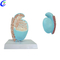 Wholesale Bladder and Prostate Anatomical Model with good price - MeCan Medical