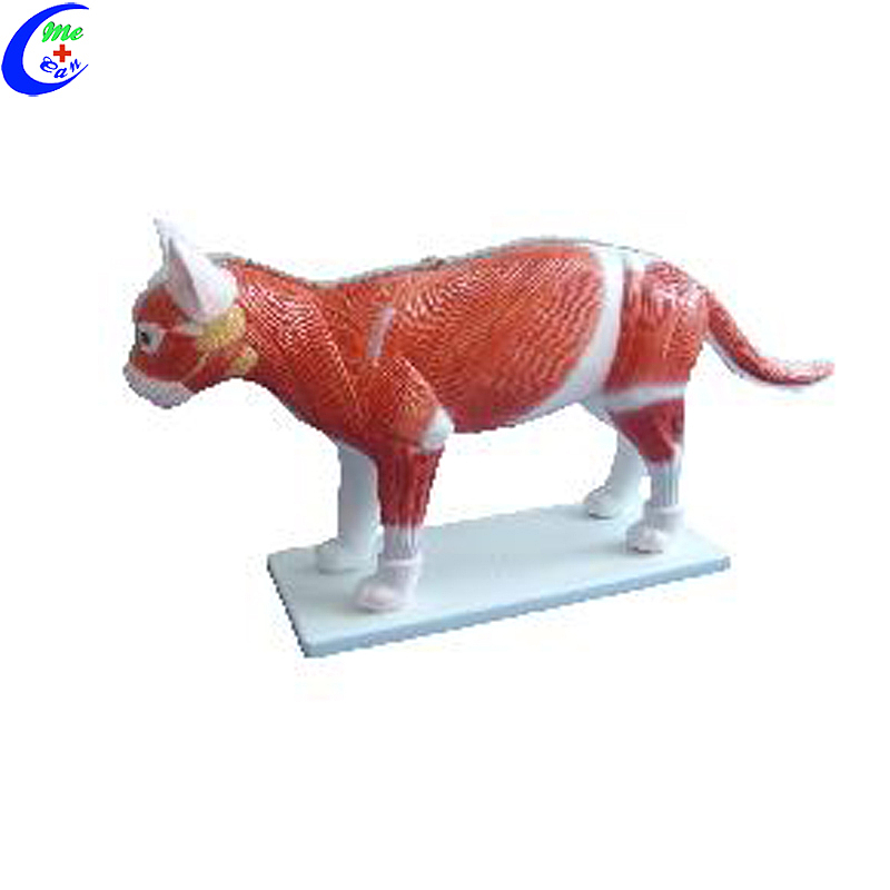 High Quality Realistic Cat Animal Anatomy Model Wholesale - Guangzhou MeCan Medical Limited