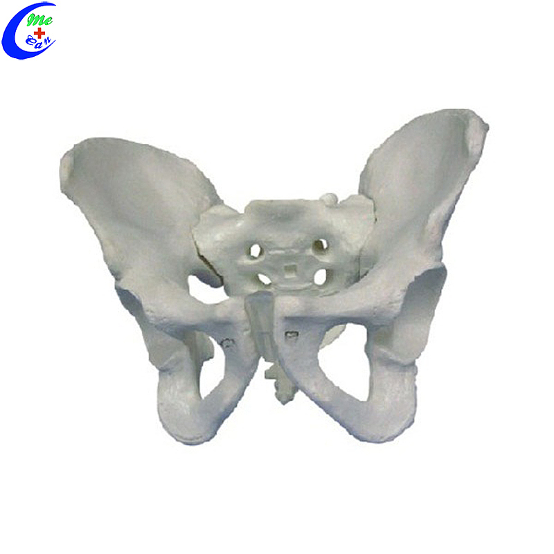 Wholesale Male And Female Pelvic Skeleton Model with good price - MeCan Medical