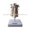 Pinakamahusay na Cervical Vertebral Column Model Company - MeCan Medical