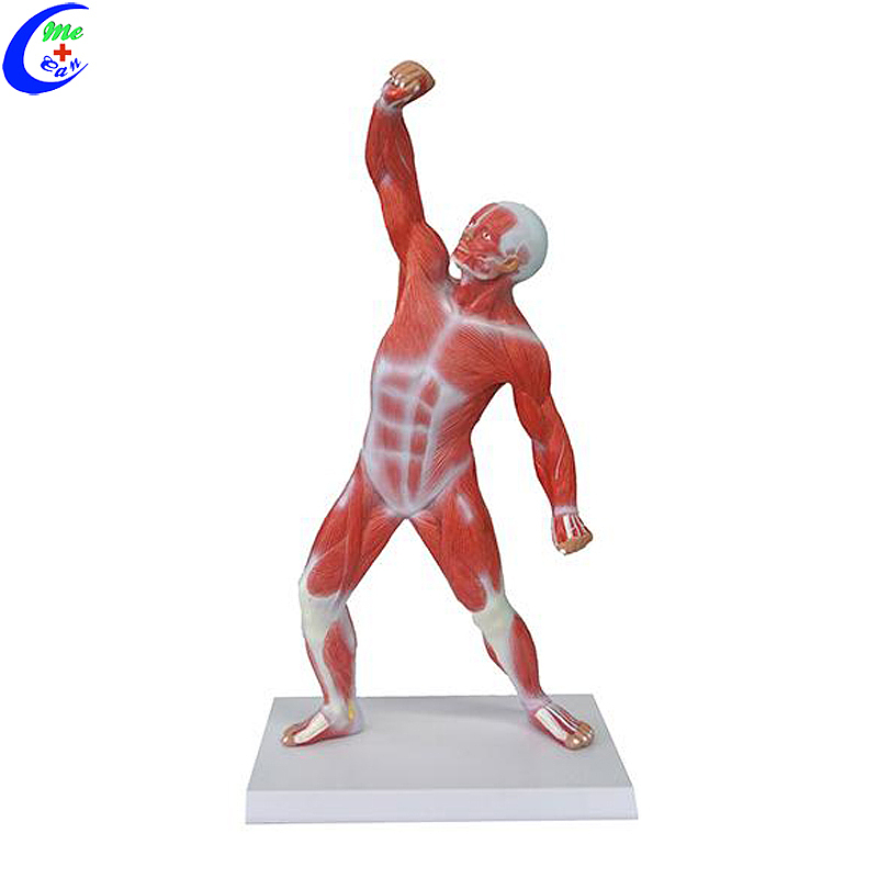 Best Human Whole Body Muscle Anatomy Education Model Factory Price - MeCan Medical