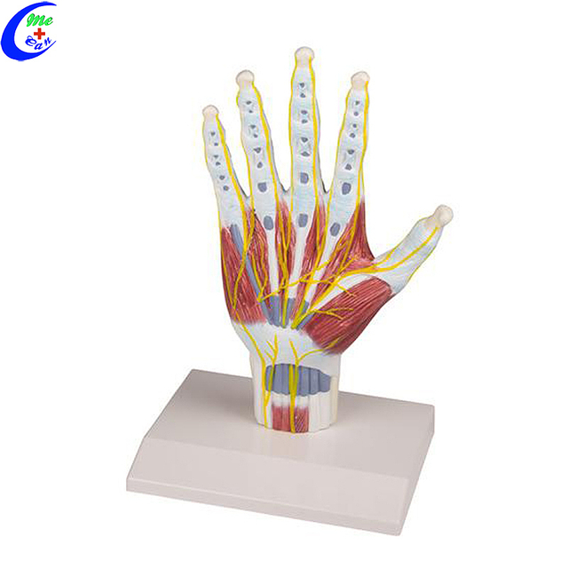ከፍተኛ ጥራት ያለው የፕላስቲክ የእጅ አናቶሚክ ሞዴል ጅምላ - ጓንግዙ ሜካን ሜዲካል ሊሚትድ