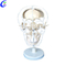 High Quality Human Anatomical Skull Model Wholesale - Guangzhou MeCan Medical Limited