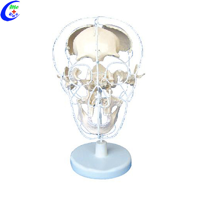 عمده فروشی مدل جمجمه تشریحی انسان با کیفیت بالا - Guangzhou MeCan Medical Limited
