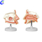 Taas nga kalidad nga Medical Nasal Cavity Anatomy Education Model Wholesale - Guangzhou MeCan Medical Limited
