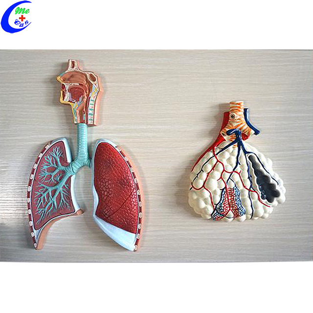 Hersteller von menschlichen Atemwegssystemen und Alveolenmodellen in China – MeCan Medical