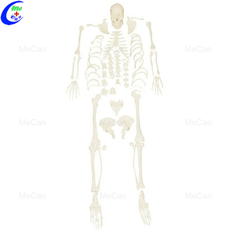 Professional 180cm Artificial Human Body Anatomy Skeleton Model manufacturers