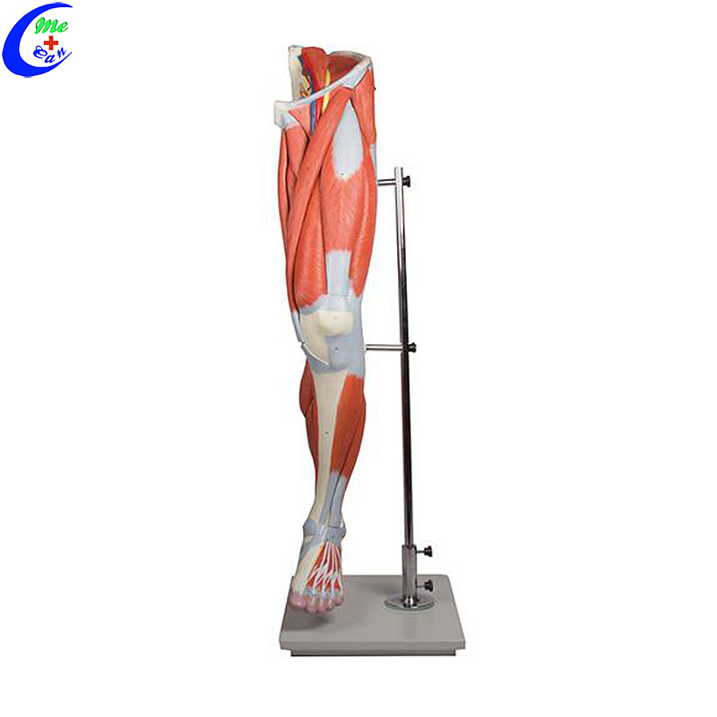 High Quality Medical Muscle Anatomical Models for Teaching Wholesale - Guangzhou MeCan Medical Limited