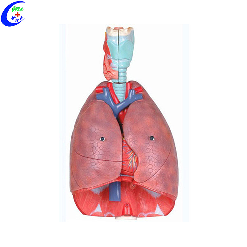 Best Anatomy Models Respiratory System Model Factory Price - MeCan Medical