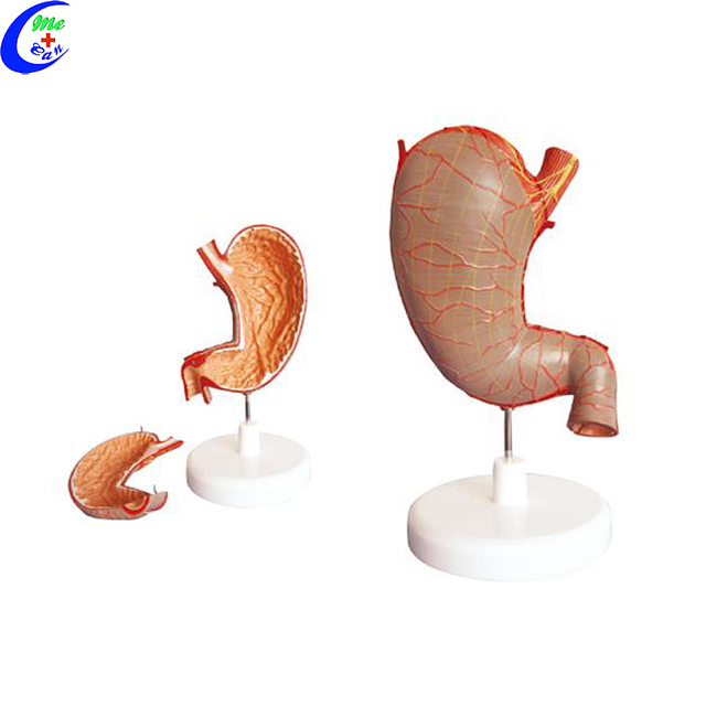 د لوړ کیفیت طبي اناتومي معدې ماډل عمده پلور - ګوانګزو میکین میډیکل لمیټډ