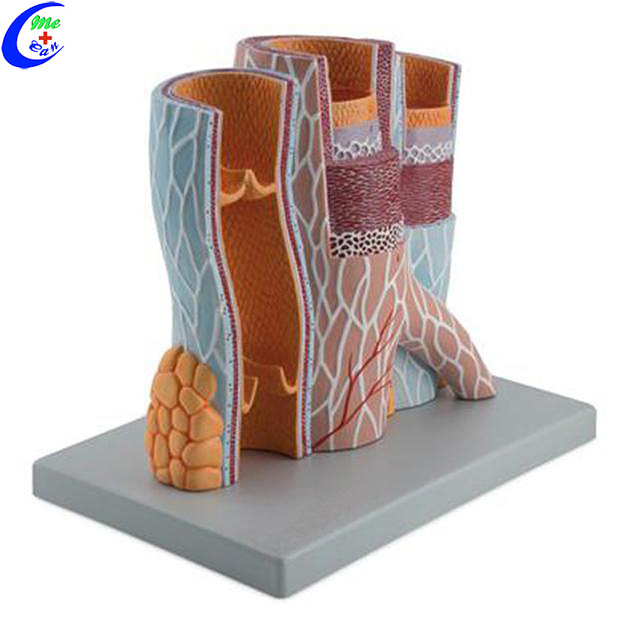 Висококвалитетен модел на структура на кожа со 3D анатомија на големо - Guangzhou MeCan Medical Limited