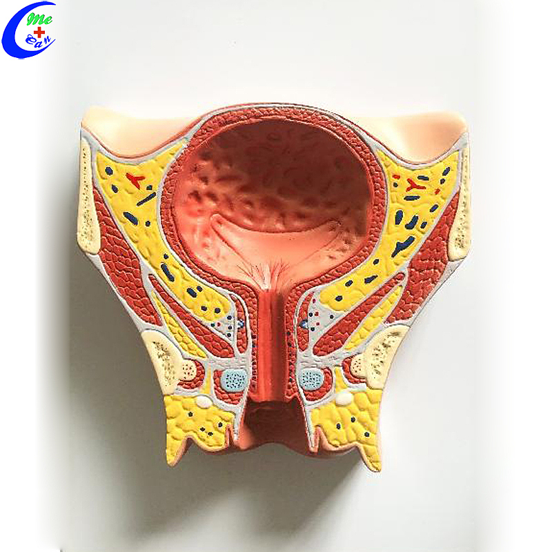 Wholesale Bladder and Prostate Anatomical Model with good price - MeCan Medical