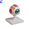 Professional Anatomical Plastic Human Eye Model and Parts manufacturers