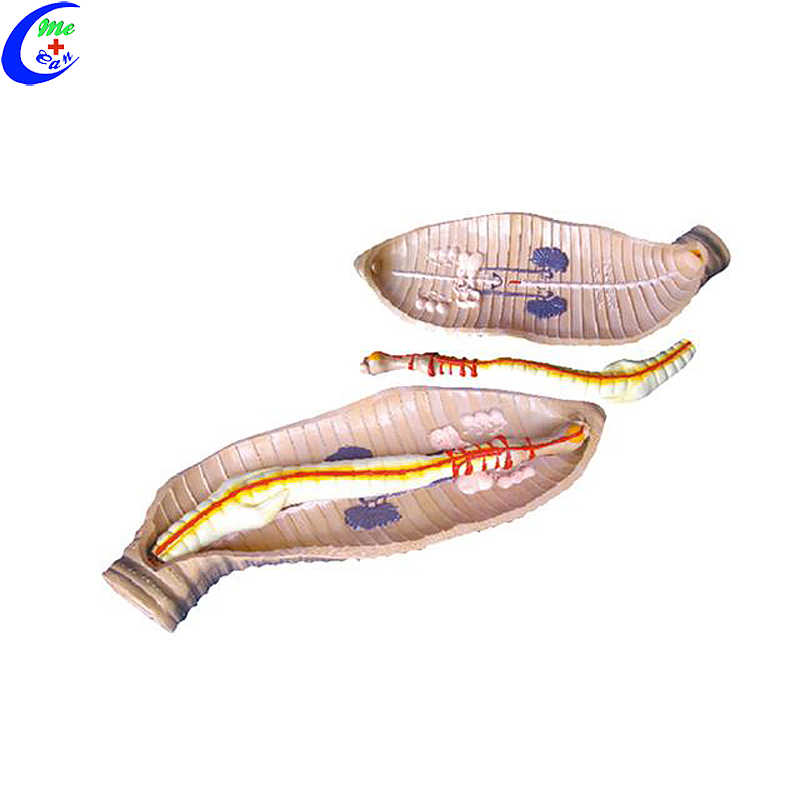 Wholesale Realistic Life Size Animal Fish Anatomy Model with good price - MeCan Medical
