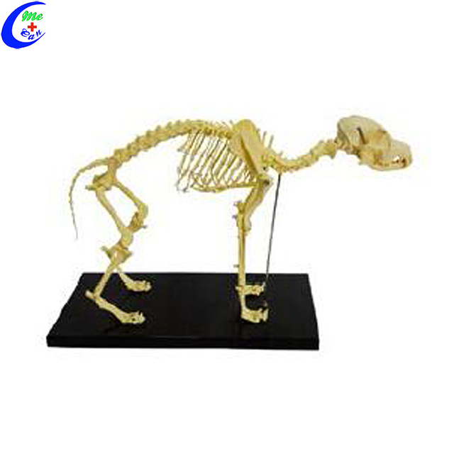 Fabricants de mod&egrave;les de squelette d'animal de chat en plastique personnalis&eacute;s de Chine