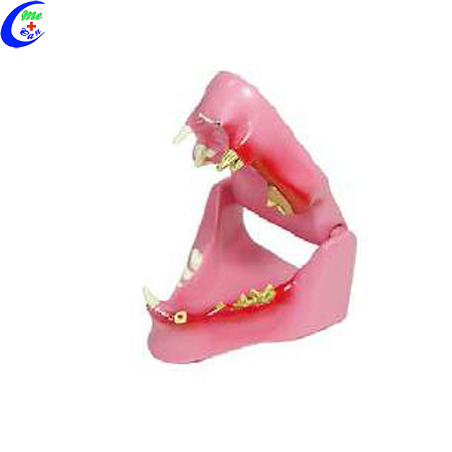 좋은 가격으로 도매 고양이 턱 동물 모델 키트 - MeCan Medical