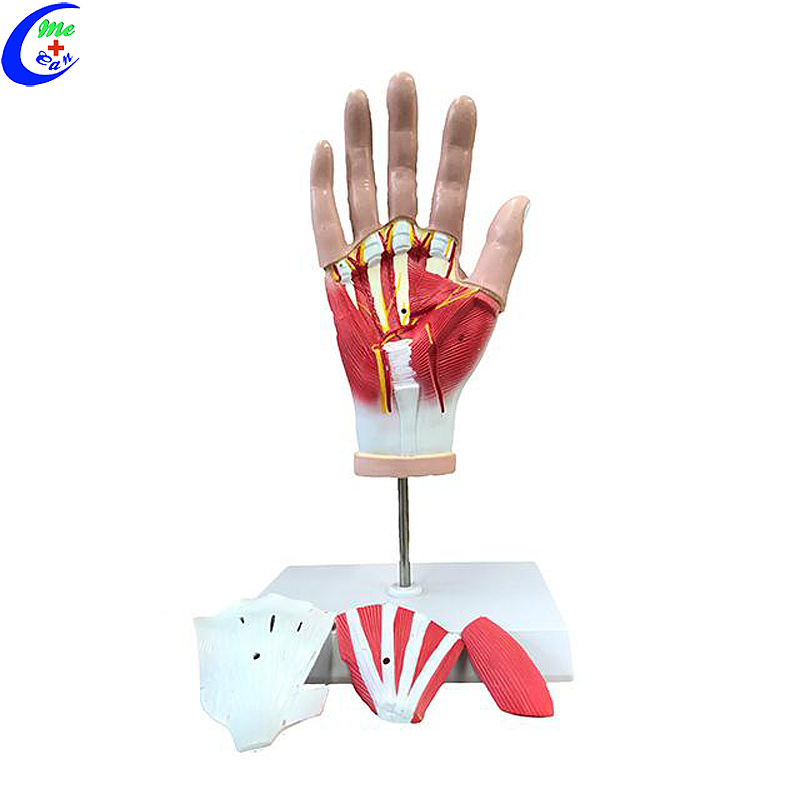 High Quality Plastic Hand Anatomical Model Wholesale - Guangzhou MeCan Medical Limited