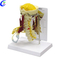 High Quality Human Anatomy Spine 3D Model Wholesale - Guangzhou MeCan Medical Limited