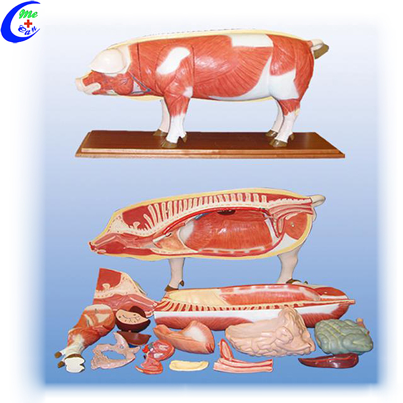 China Pig Animal Anatomical Model vervaardigers - MeCan Medical