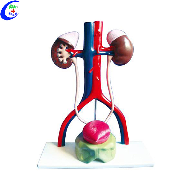 Best Quality Medical Urinary System Educational Model Factory