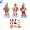 Muundo wa Ubora wa Juu wa Binadamu wa Anatomia wa Jinsia mbili wa Kiwiliwili - Guangzhou MeCan Medical Limited