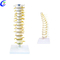 High Quality Human Anatomy Spine 3D Model Wholesale - Guangzhou MeCan Medical Limited