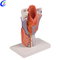 Fabricantes de modelos de laringe de auxiliares de ensino de anatomia m&eacute;dica na China - MeCan Medical