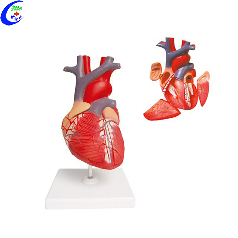 Wholesale Anatomical Human Heart Model with good price - MeCan Medical