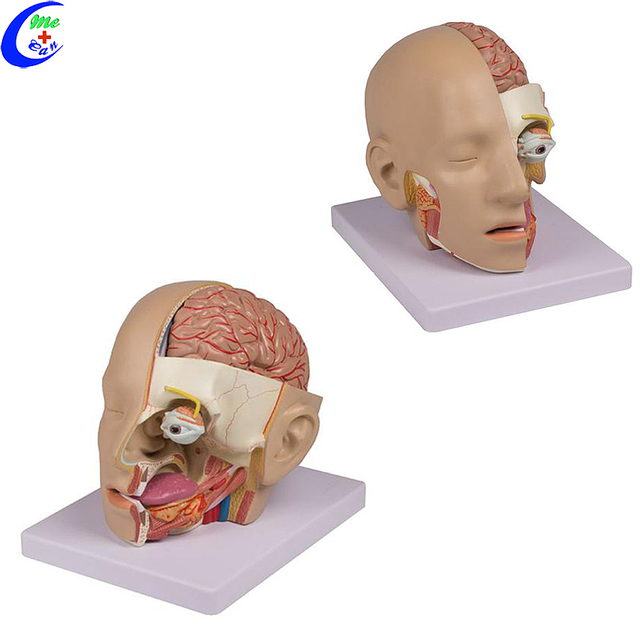 Tukkukaupan muovinen aivojen 3D-malli edulliseen hintaan - MeCan Medical