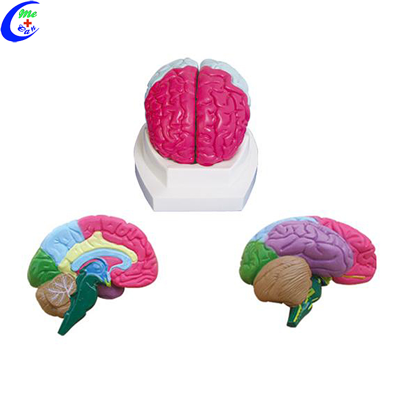 Professional Medical Human Anatomy Brain Model manufacturers