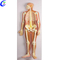 H&eacute;ich Qualit&eacute;it M&euml;nscherechter Anatomie Nervesystem Model Grousshandel - Guangzhou MeCan Medical Limited