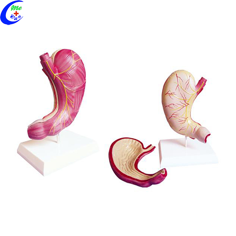 High Quality Medical Anatomy Stomach Model Wholesale - Guangzhou MeCan Medical Limited