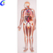 Labing Maayo nga Dekalidad nga Medikal nga Human Anatomical Model nga Pabrika sa Modelo sa Sirkulasyon sa Dugo