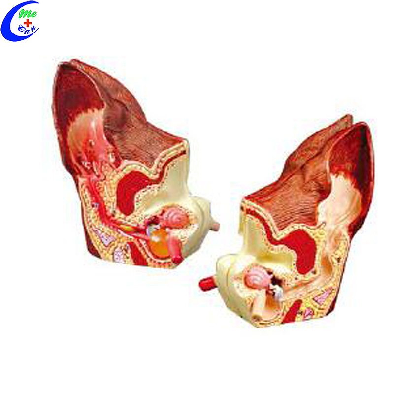 Hoë kwaliteit Diere Anatomie Modelle Hond Hoofliggaamsdele Groothandel - Guangzhou MeCan Medical Limited