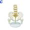 Best Spine Anatomical Model Colored Flexible Vertebral Column Model Factory Price - MeCan Medical