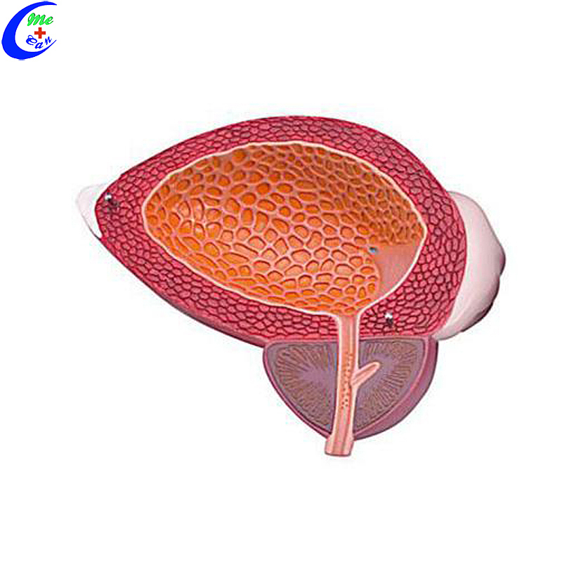 Wholesale Bladder and Prostate Anatomical Model with good price - MeCan Medical