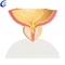 Wholesale Bladder and Prostate Anatomical Model with good price - MeCan Medical